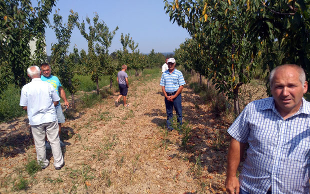 Јалове трешње муче домаћине